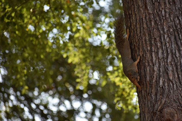 莱奥在AC 莱奥在AC